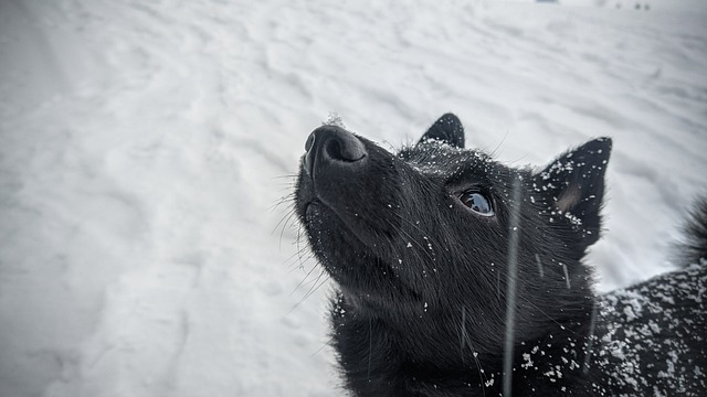 hd wallpaper, dog, schipperke