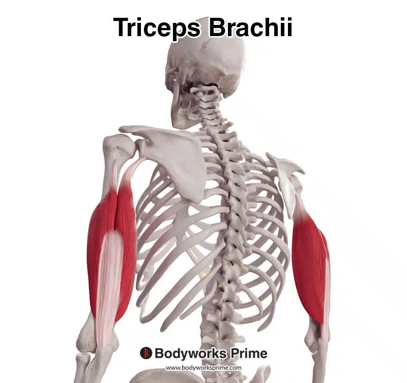 triceps brachii anatomy 