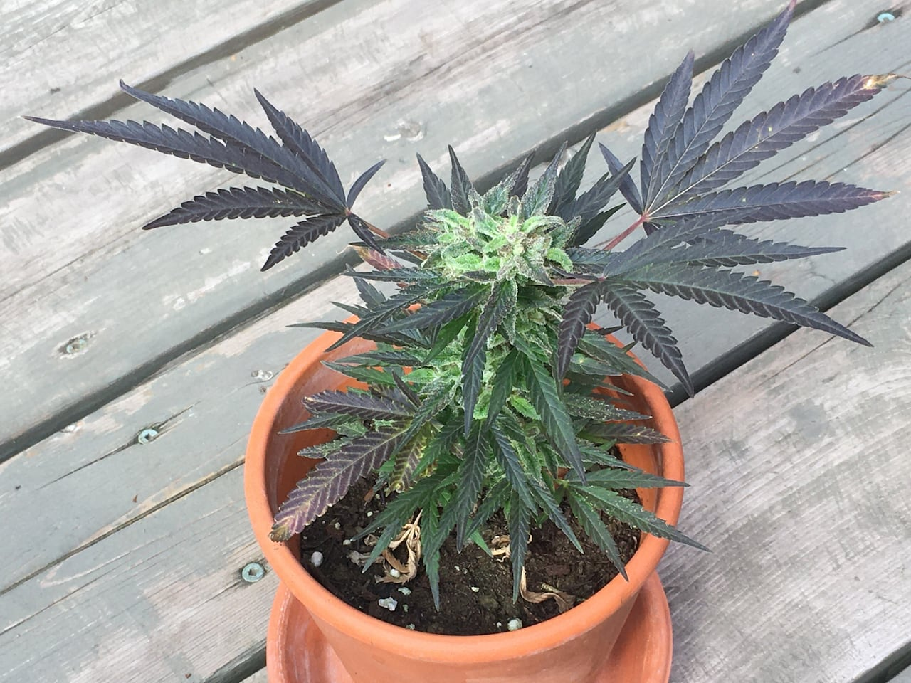Indoor Marijuana Harvest