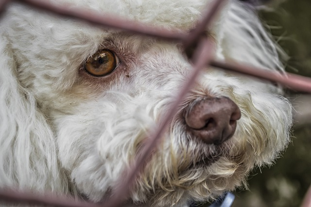 72 % of renters have problems finding and keeping rental housing. This is a leading reason dogs and cats wind up in shelters?