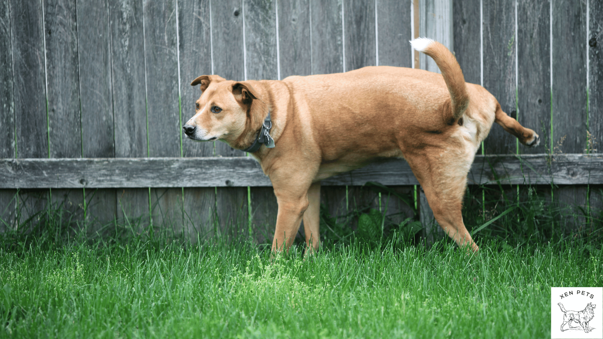 dog going potty on a fence