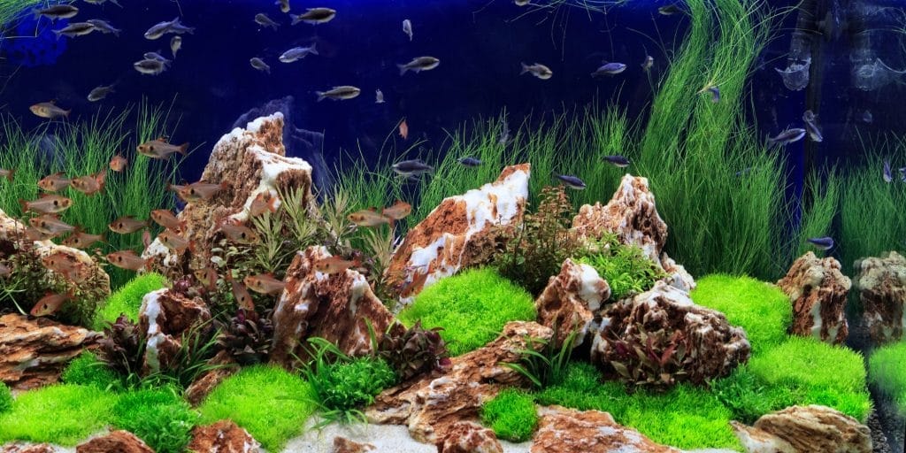Ammonia is dangerous to fish