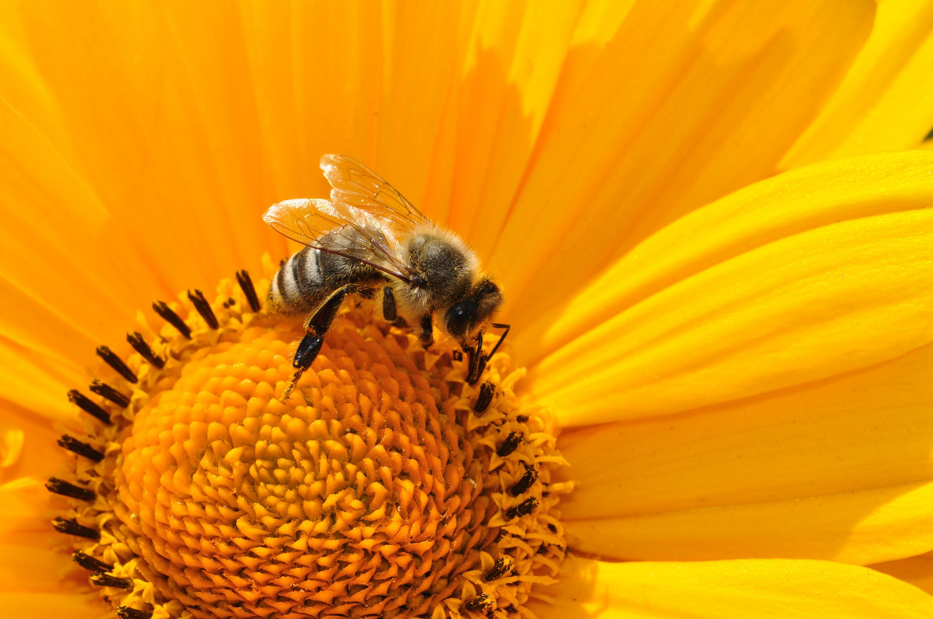 honey bee collecting nectar | photo by Katja | sourced from pixabay