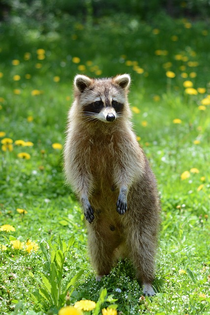 raccoon, raccoon dog.