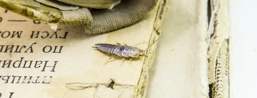 An image of a silverfish walking across an old book.