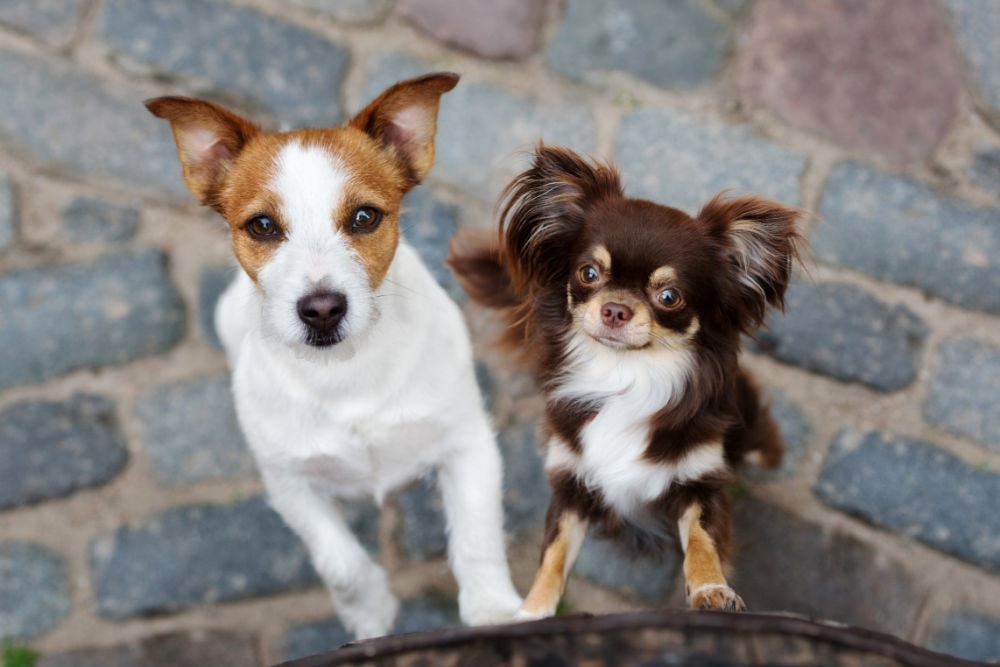 Health and Wellness Tips for Multi-Dog Families