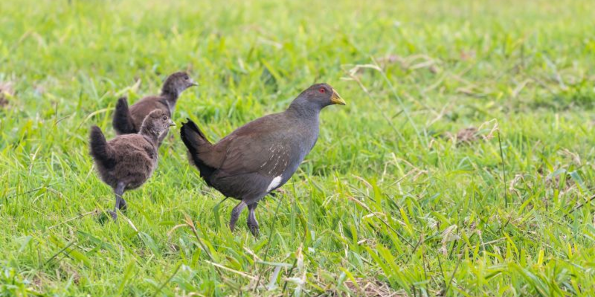 interesting animals in tasmania