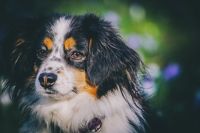 australian shepherd, dog, animal, dog shed, pet hair, pup's skin, low shedding breed, dog hair, breeds shed