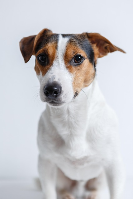 jack russell, dog, pet