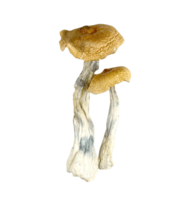 Hawaiian cubensis mushrooms