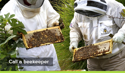 bee removal near melton vic