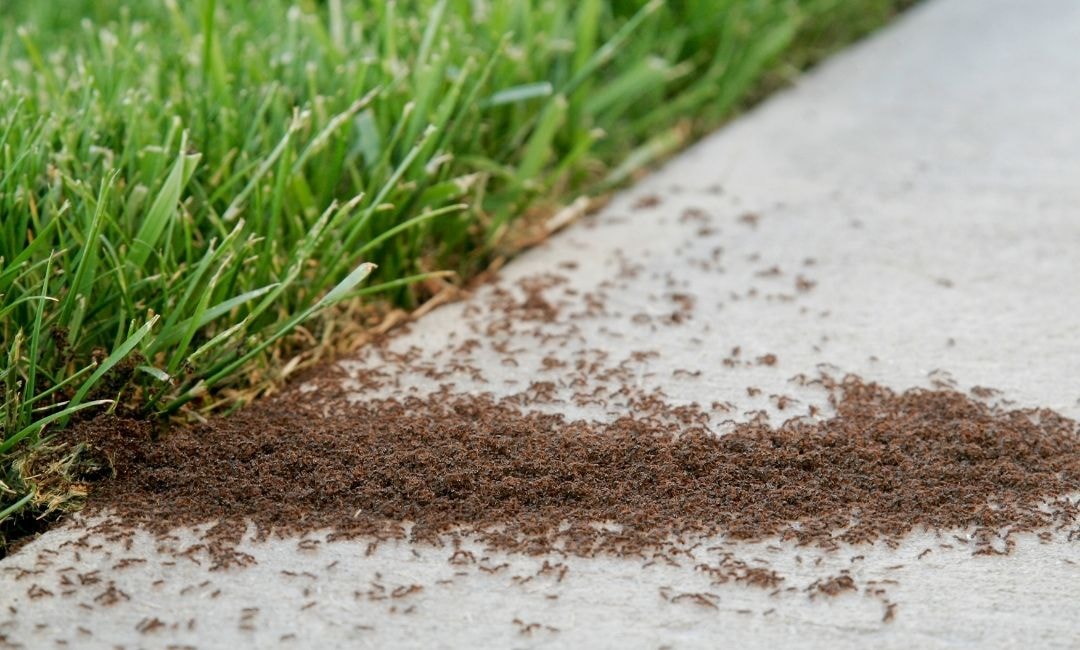 prevent ants