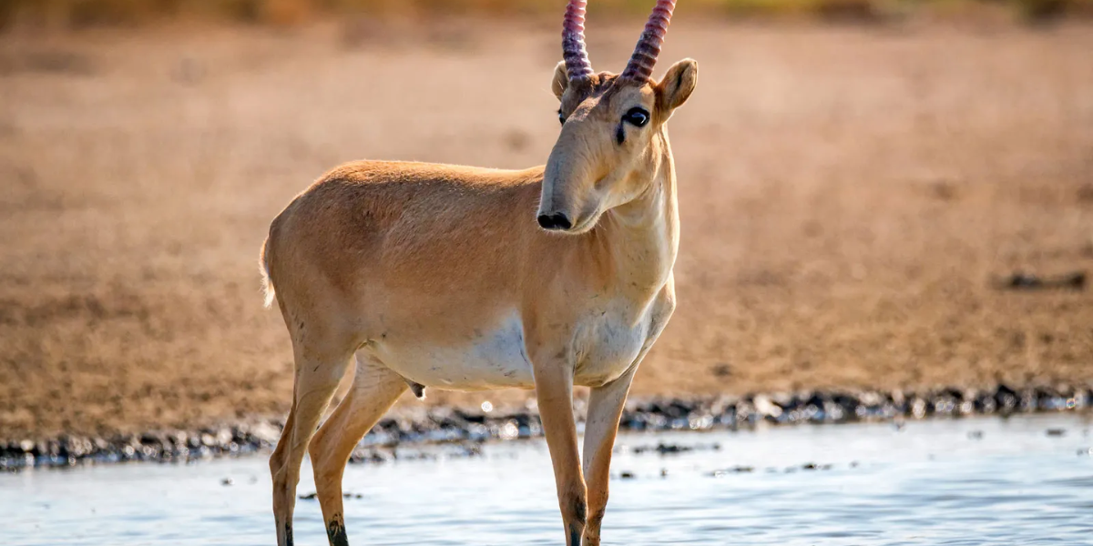 Saiga Antelope standing on water 