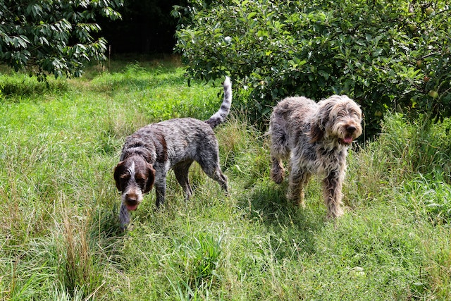 Snake plant poisonous to clearance dogs