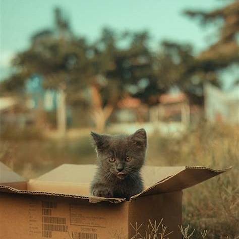 Grijs kitten gluurt uit een kartonnen doos in de tuin