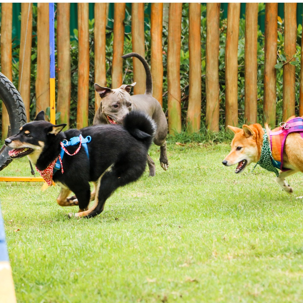 A dog running around the house, playing with other dogs and getting the zoomies, with a leash on