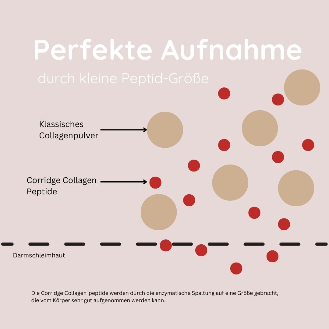 Aufnahme des Kollagenhydrolysats