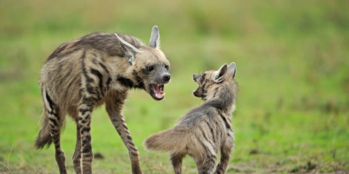 interesting animals in chad