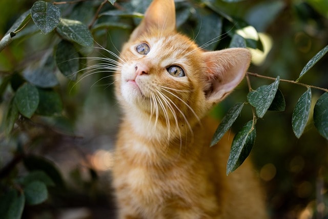 cat, kitten, pet, feline, animal, fur, kitty, whiskers, mammal, domestic, domestic cat, cat portrait, animal world, nature, close up, cat, cat, cat, cat, cat