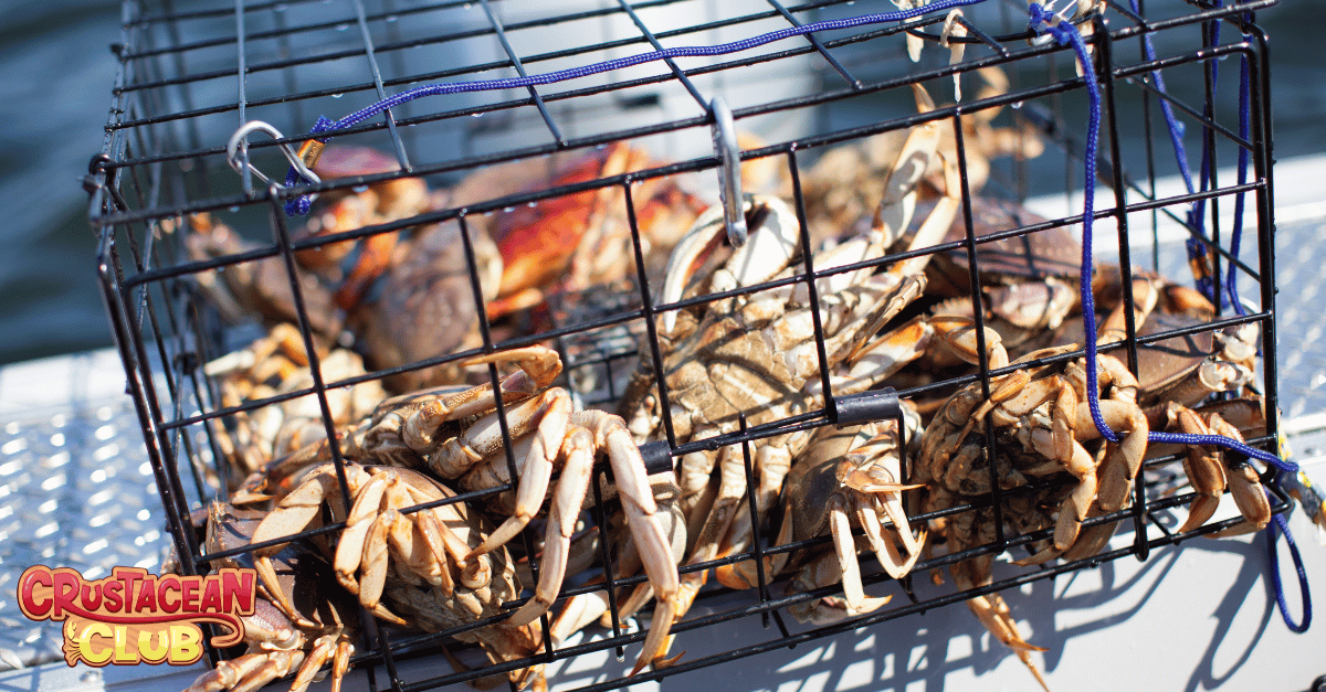 Image of crabs caught in a cage 