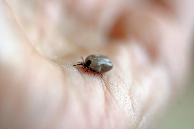 tick, wooden trestle, bloodsuckers
