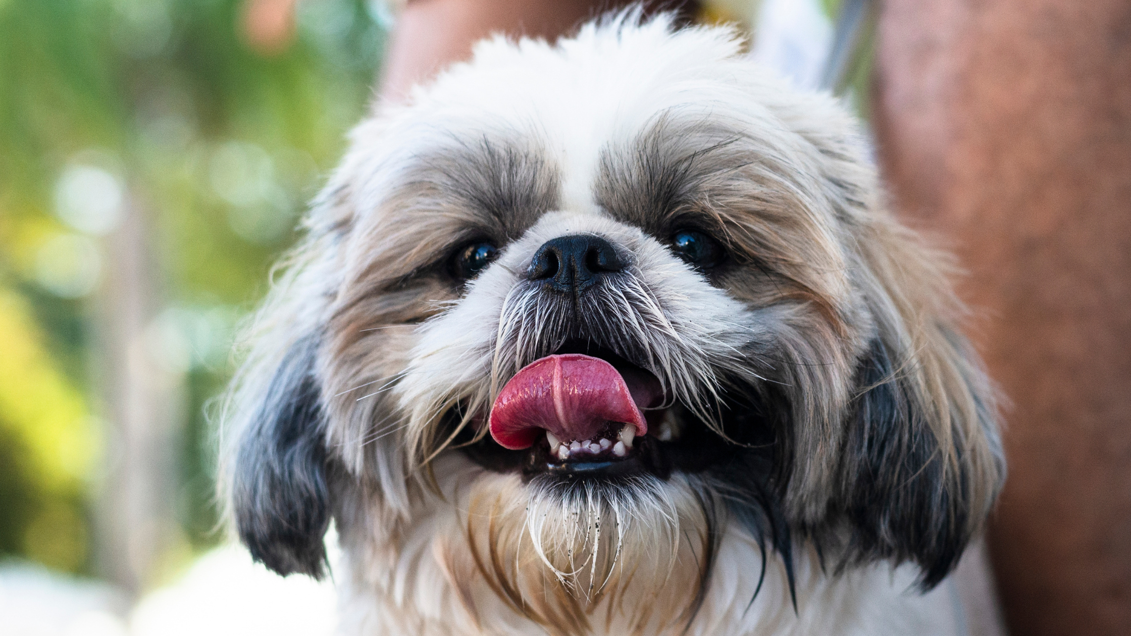 A happy Shih Tzu licking its lips