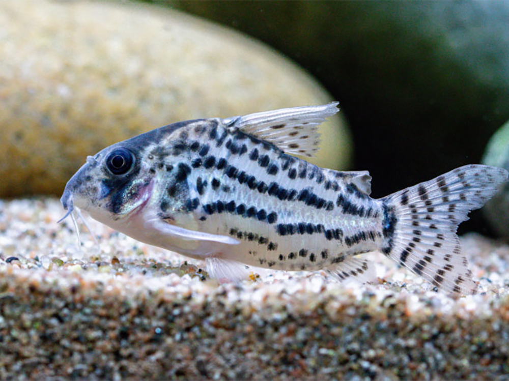 a fish on the sand substrate