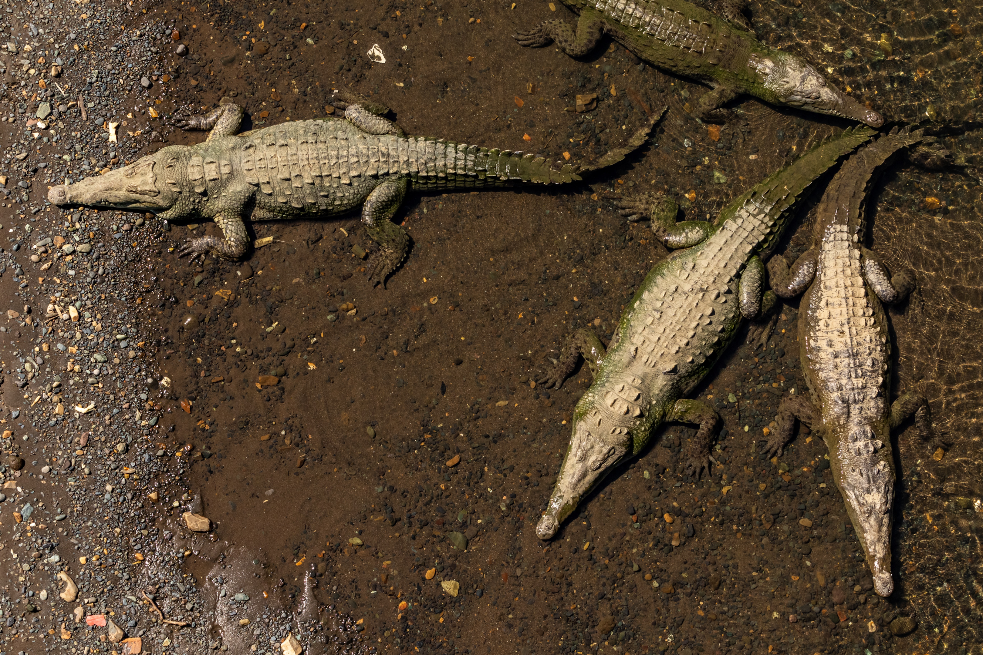 Crocodiles at Tarcoles Bridge, Costa Rica
