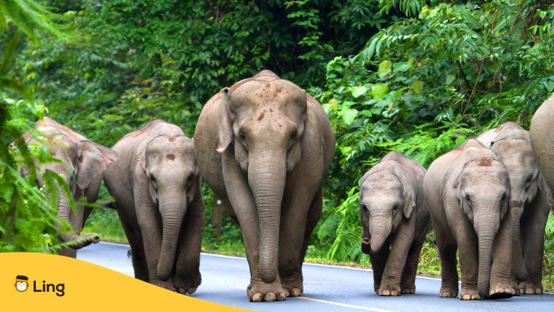 Thailand elephant