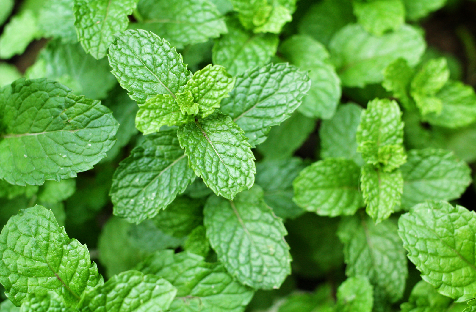 mint, green, fresh, fresh mint, color
