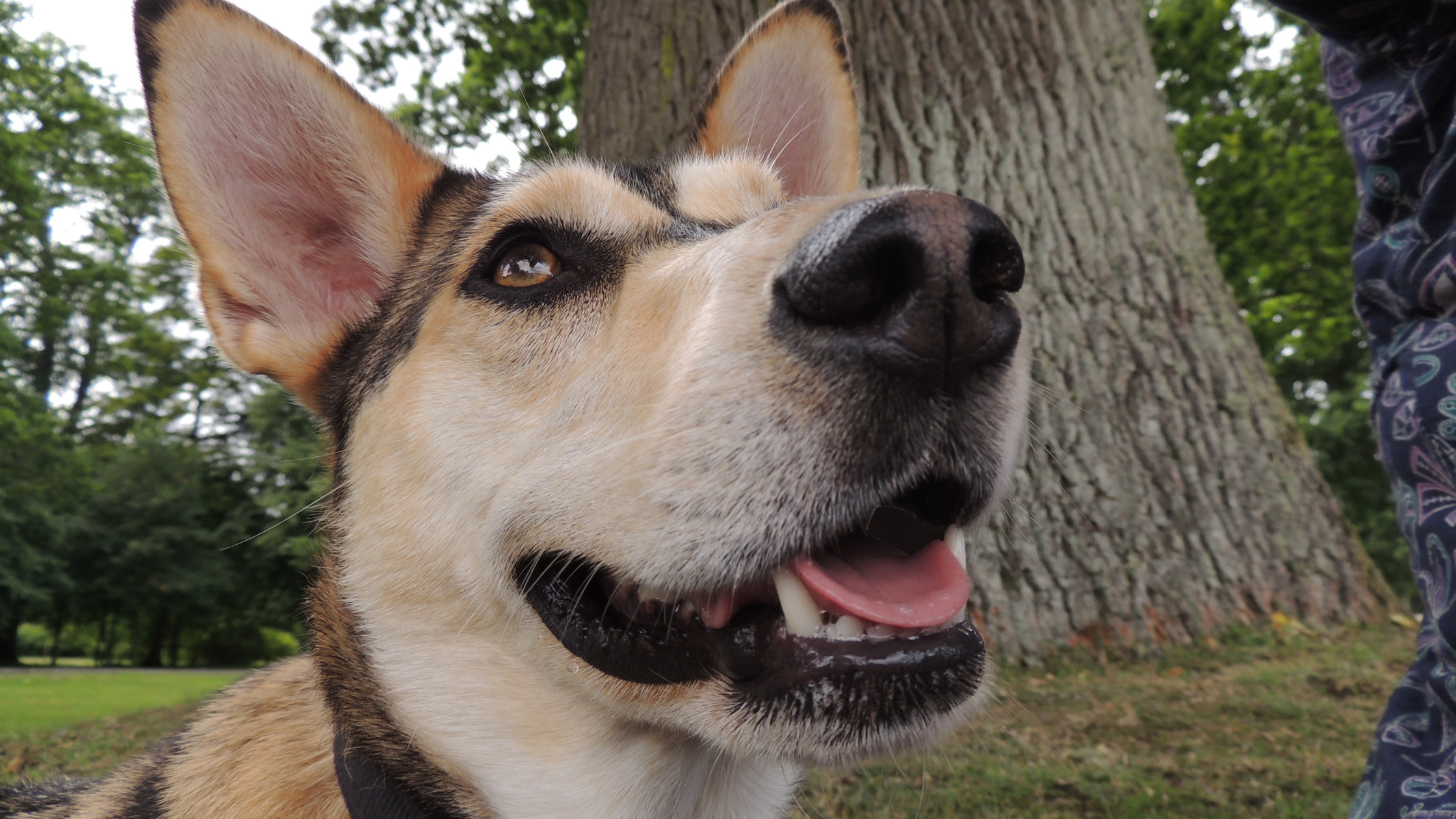 A close up face view of the Shikoku smiling