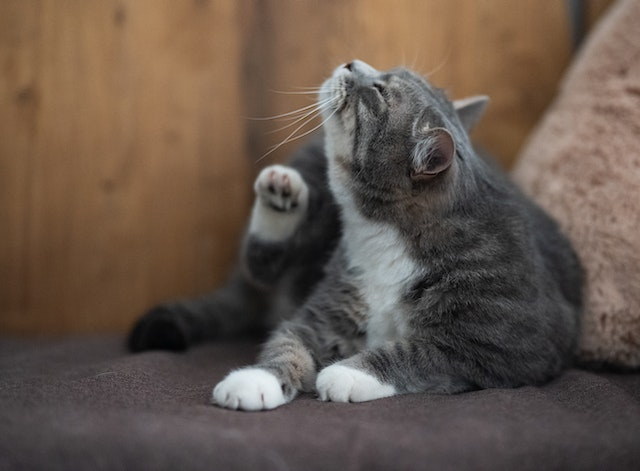 How to make outlet cat stop scratching door