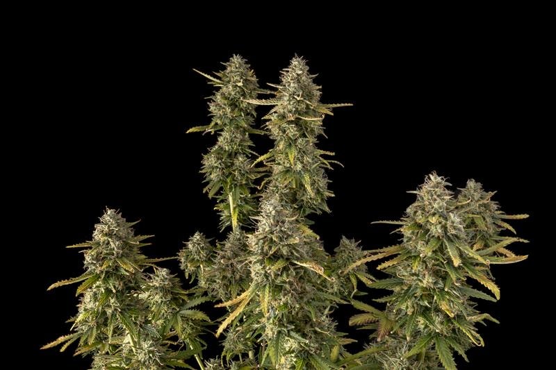 Seedsman White Widow