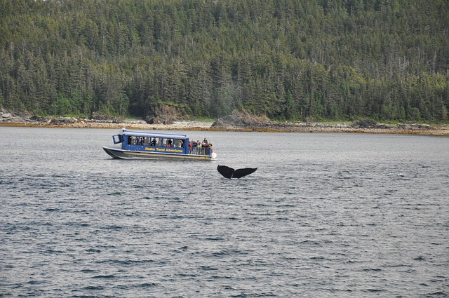 whale watching, alaska, whale
