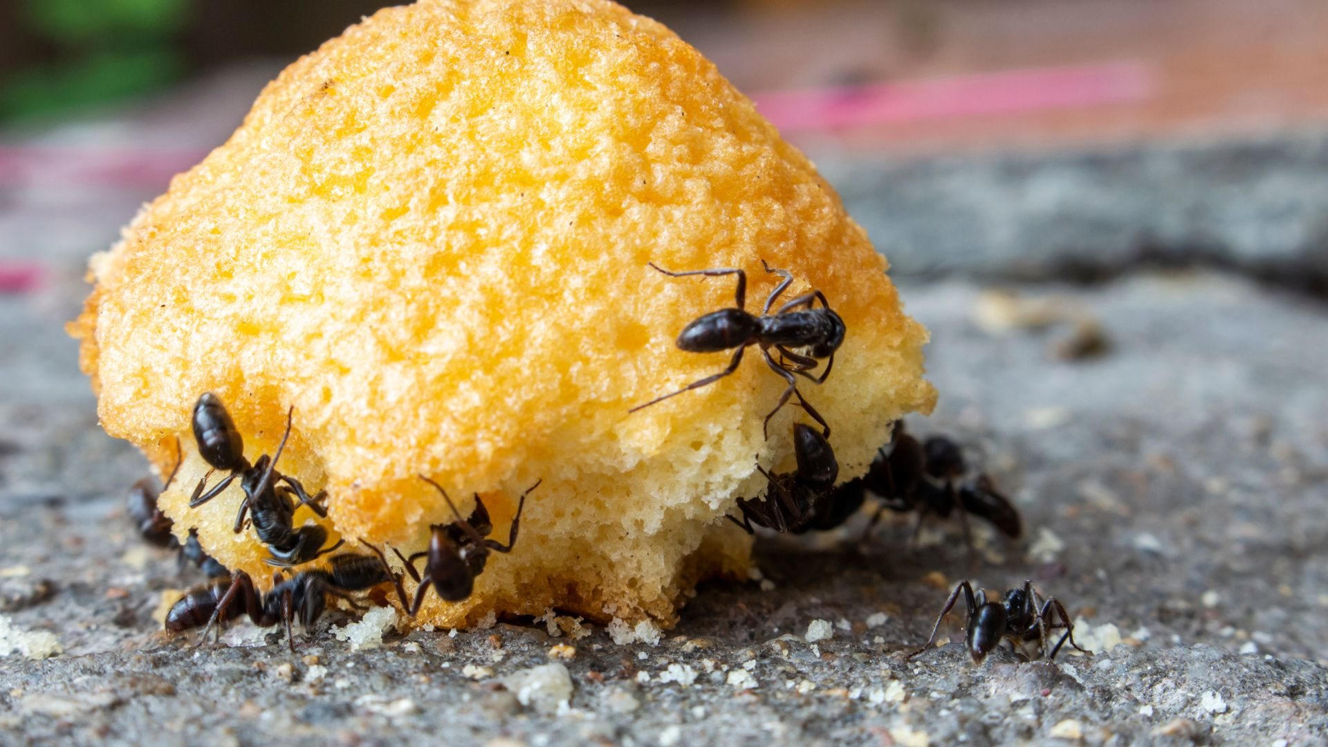 An image of ants eating a piece of sweet bread on a concrete surface.