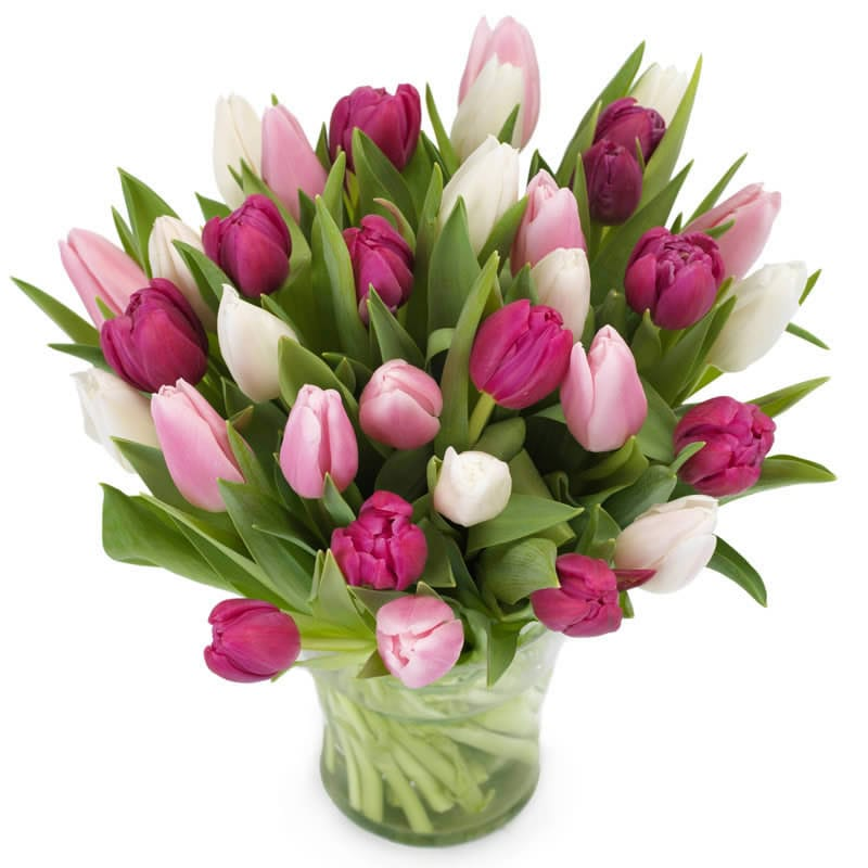 Tulpen Frühlingsblumen Strauß: MAILAND