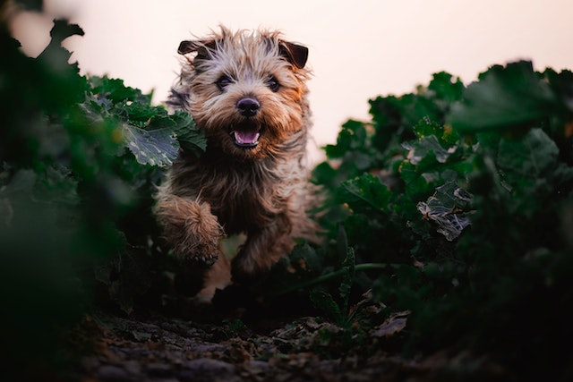 is snake plant poisonous to dogs