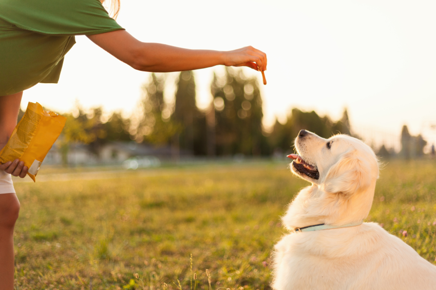 addressing dog's separation anxiety in the most effective techniques 
