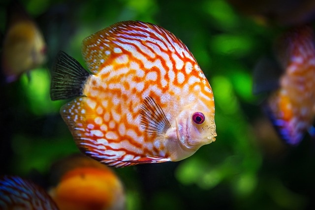 discus fish, fish, aquarium