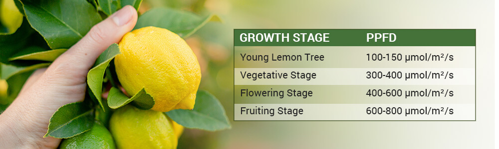 The PPFD for growing indoor lemons without natural light