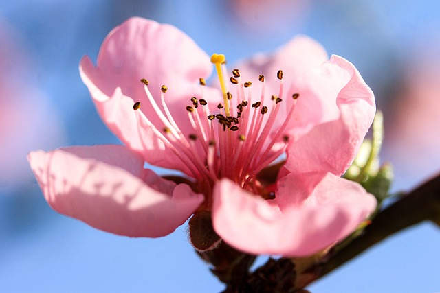 flower, peach blossom, pink flower