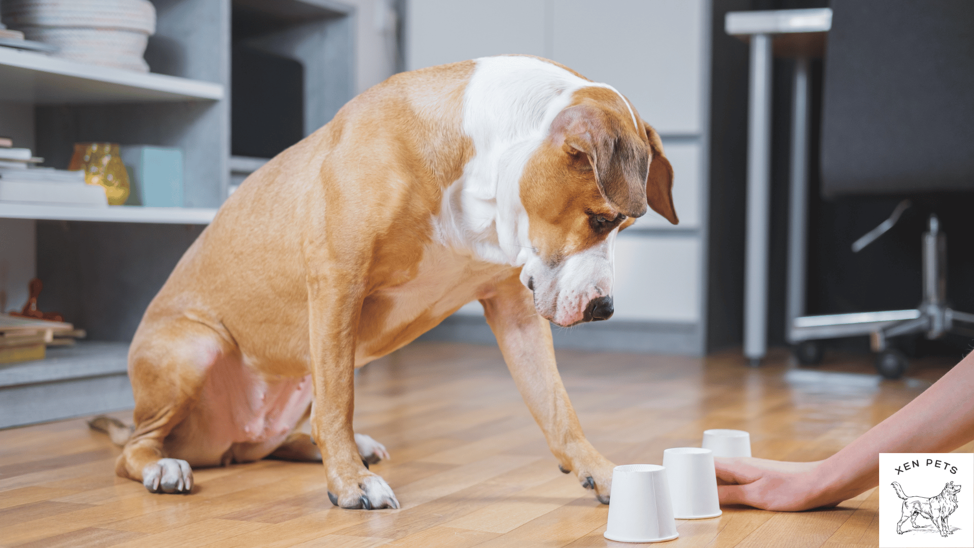 dog playing games with dog owners