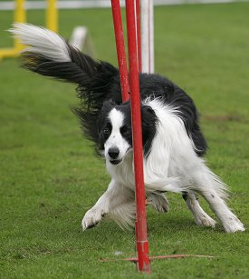 basic obedience commands training, mental and physical stimulation