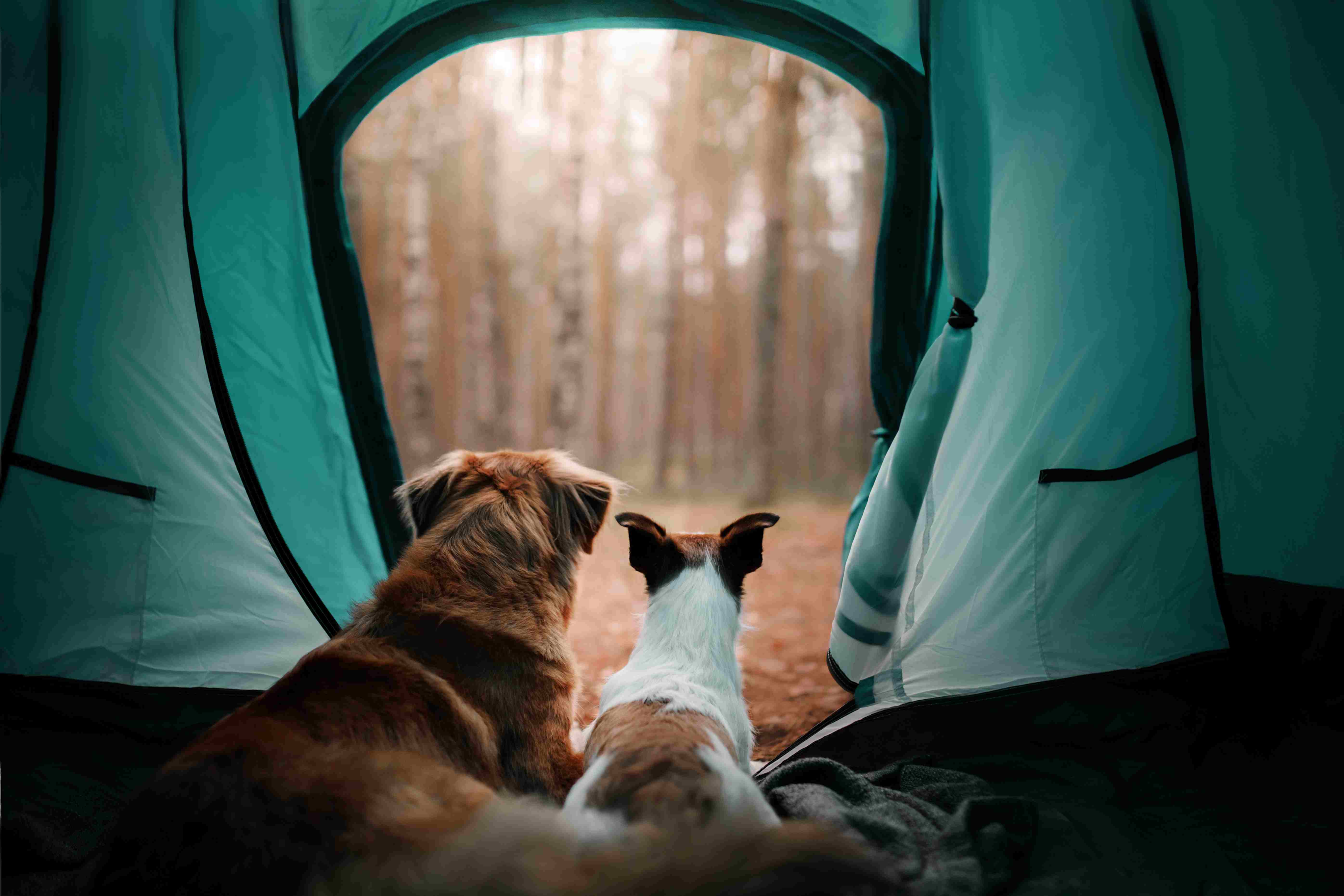 Zwei Hunde gucken aus dem Eingang eines Zelts auf den Wald