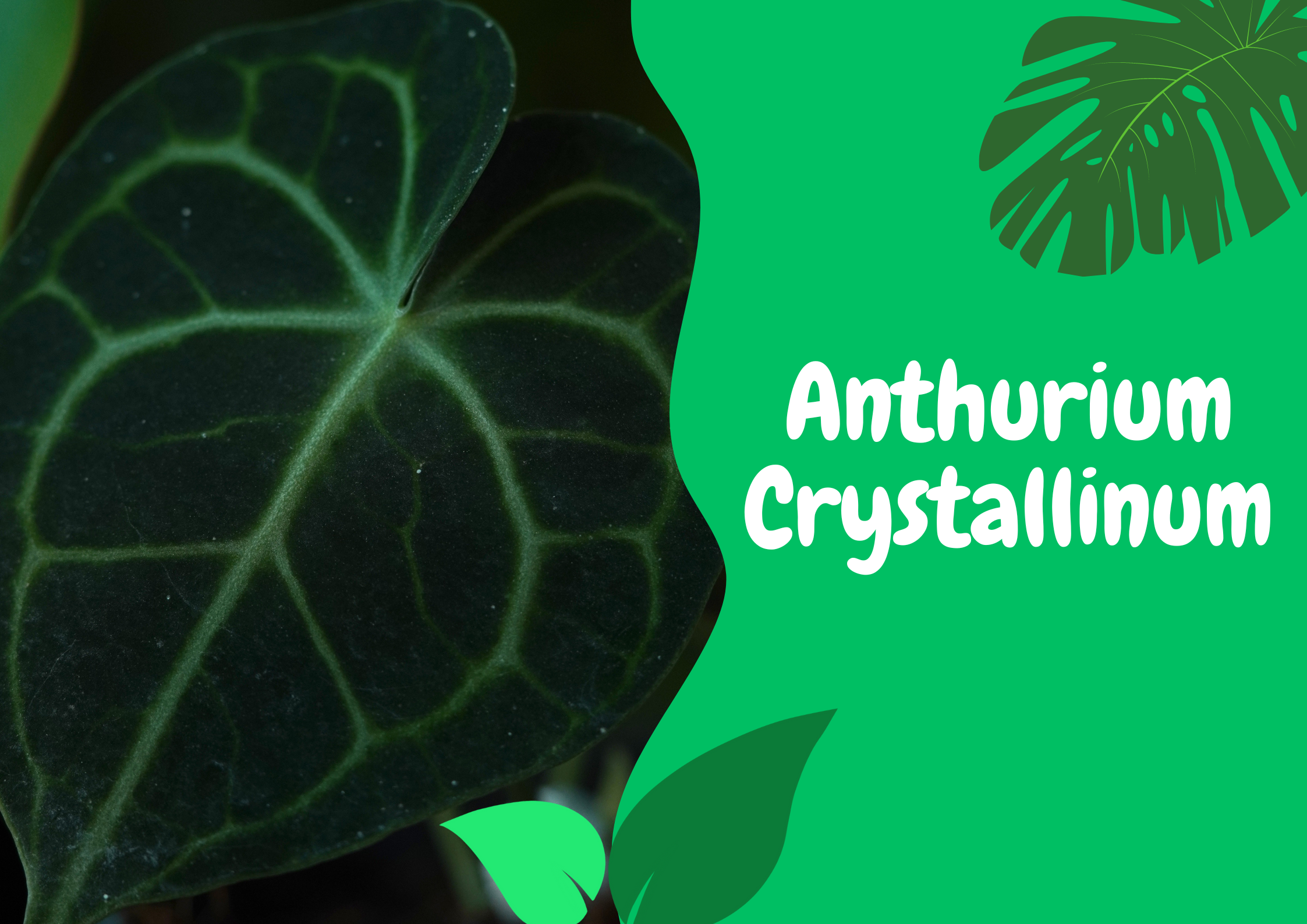 anthurium crystallinum