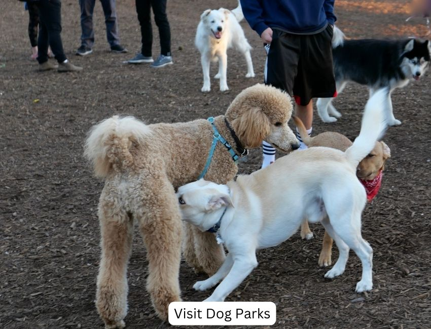 Visit Dog Parks