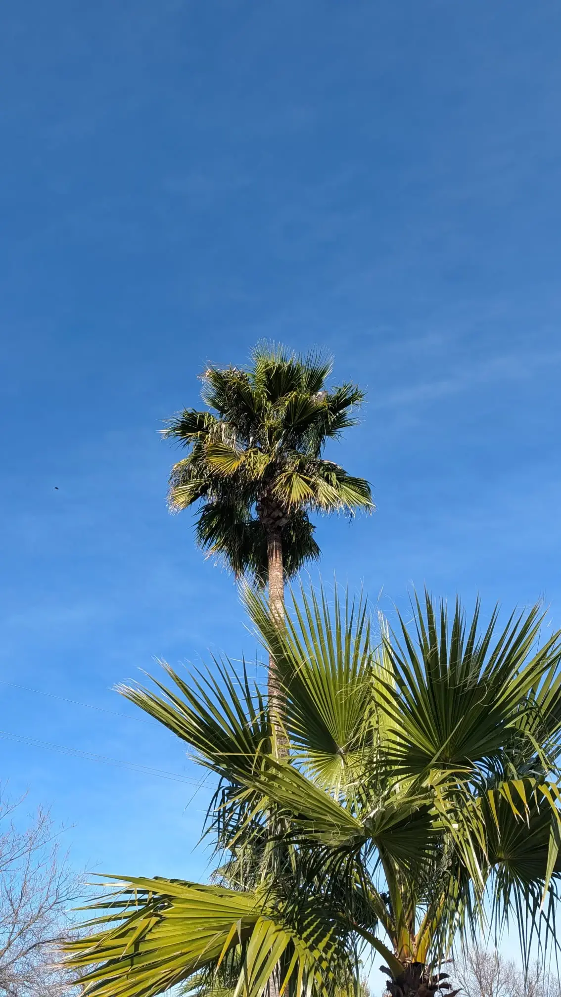 Palme vor blauem Himmel in Spanien als Motiv für den SIM-Karte-Reiseartikel