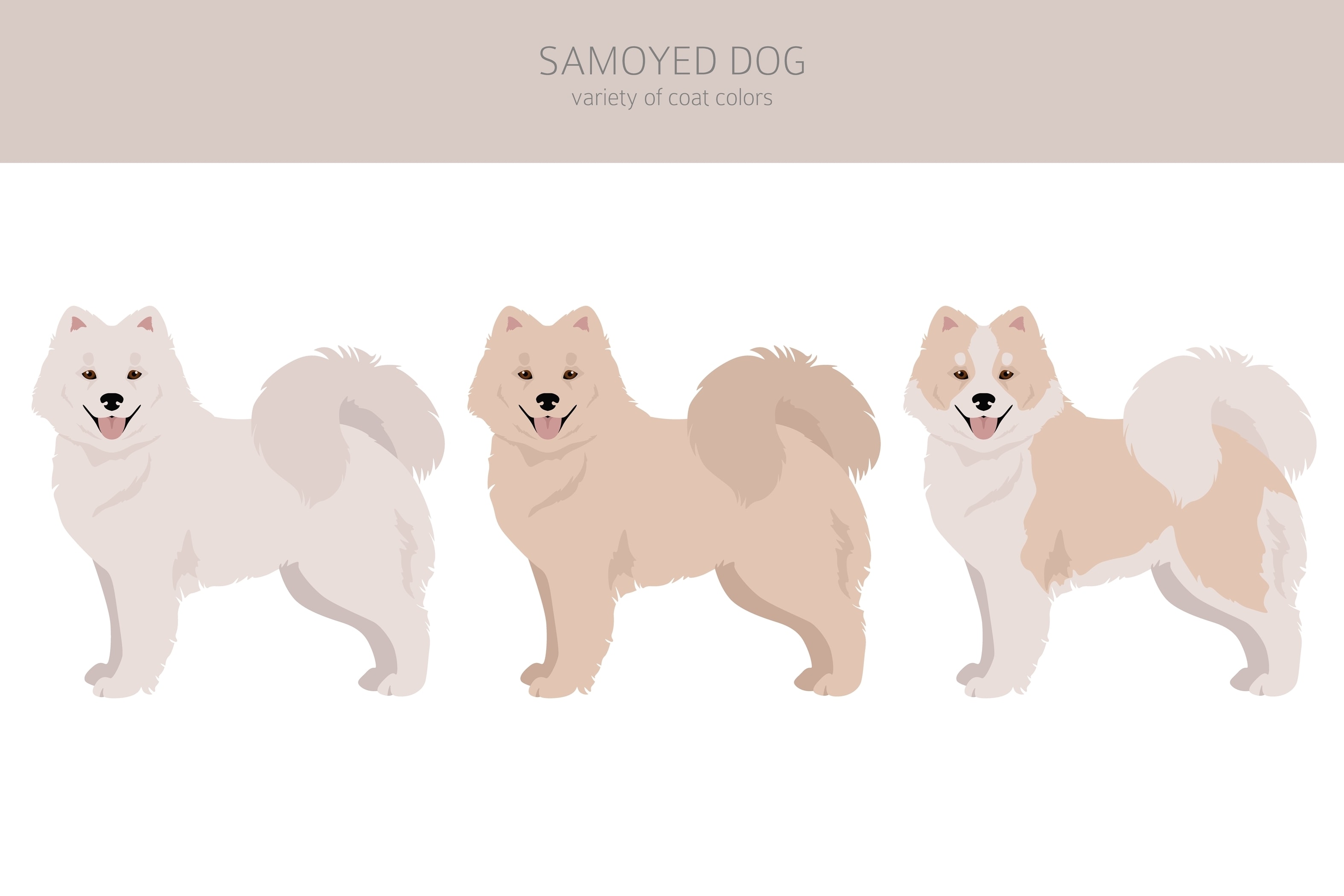 An infographic showing the coat variations of the Samoyed dog breed