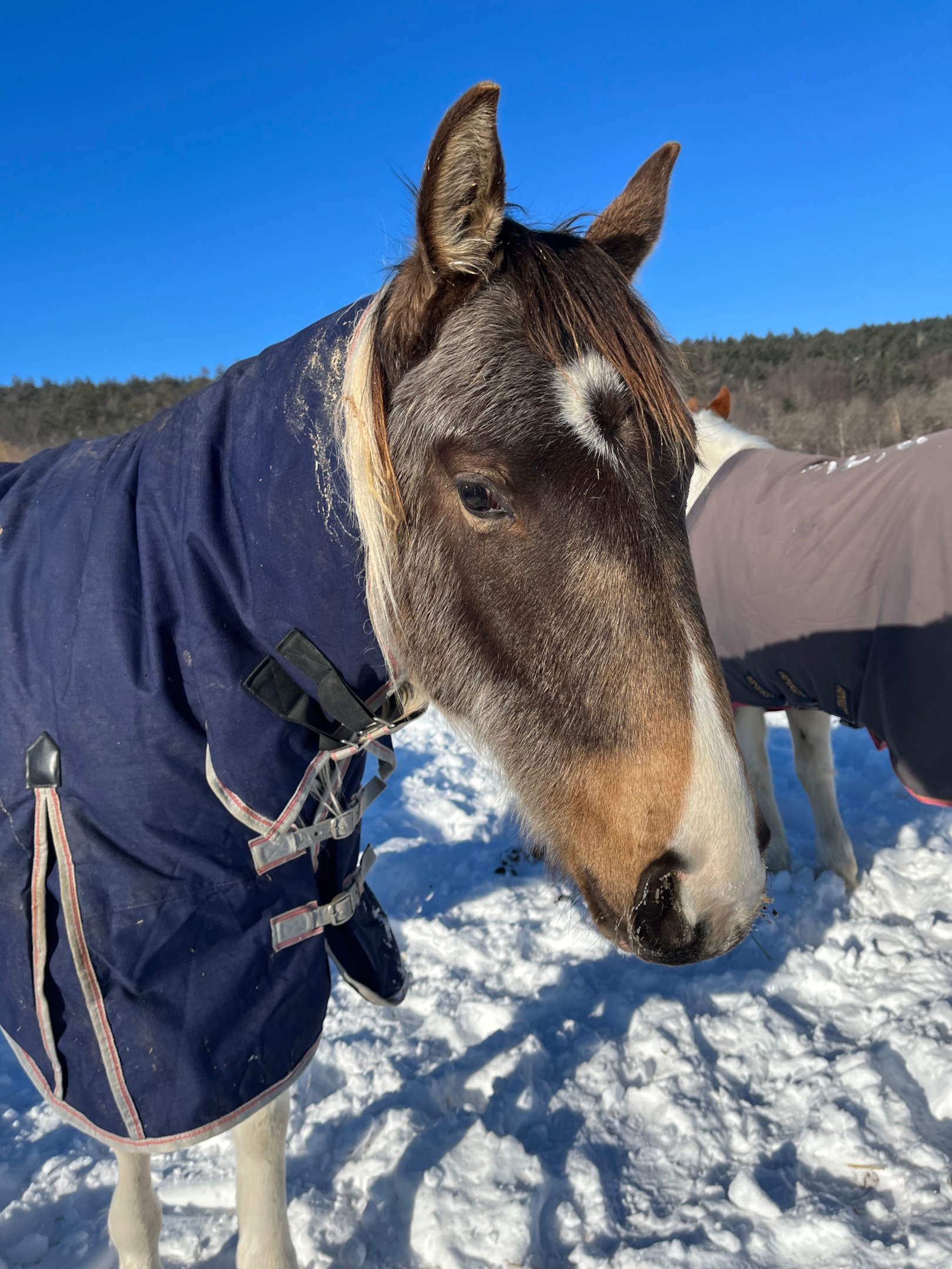 Yearling warmblood wearing a full neck blanket with a shoulder gusset