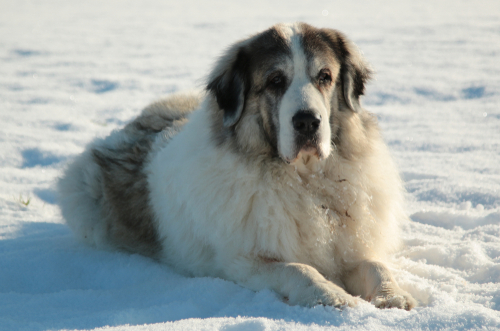 A Pyrenean Mastiff Laying in the Snow